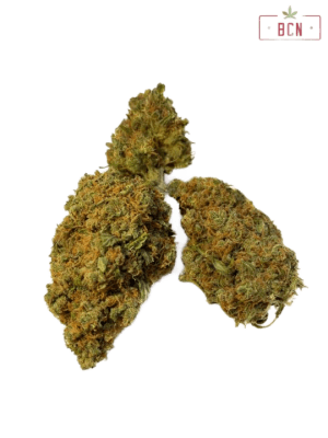 Buy BCN Critical XXL